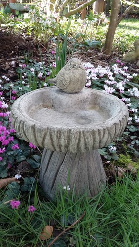 Stone garden pettirosso - garden,